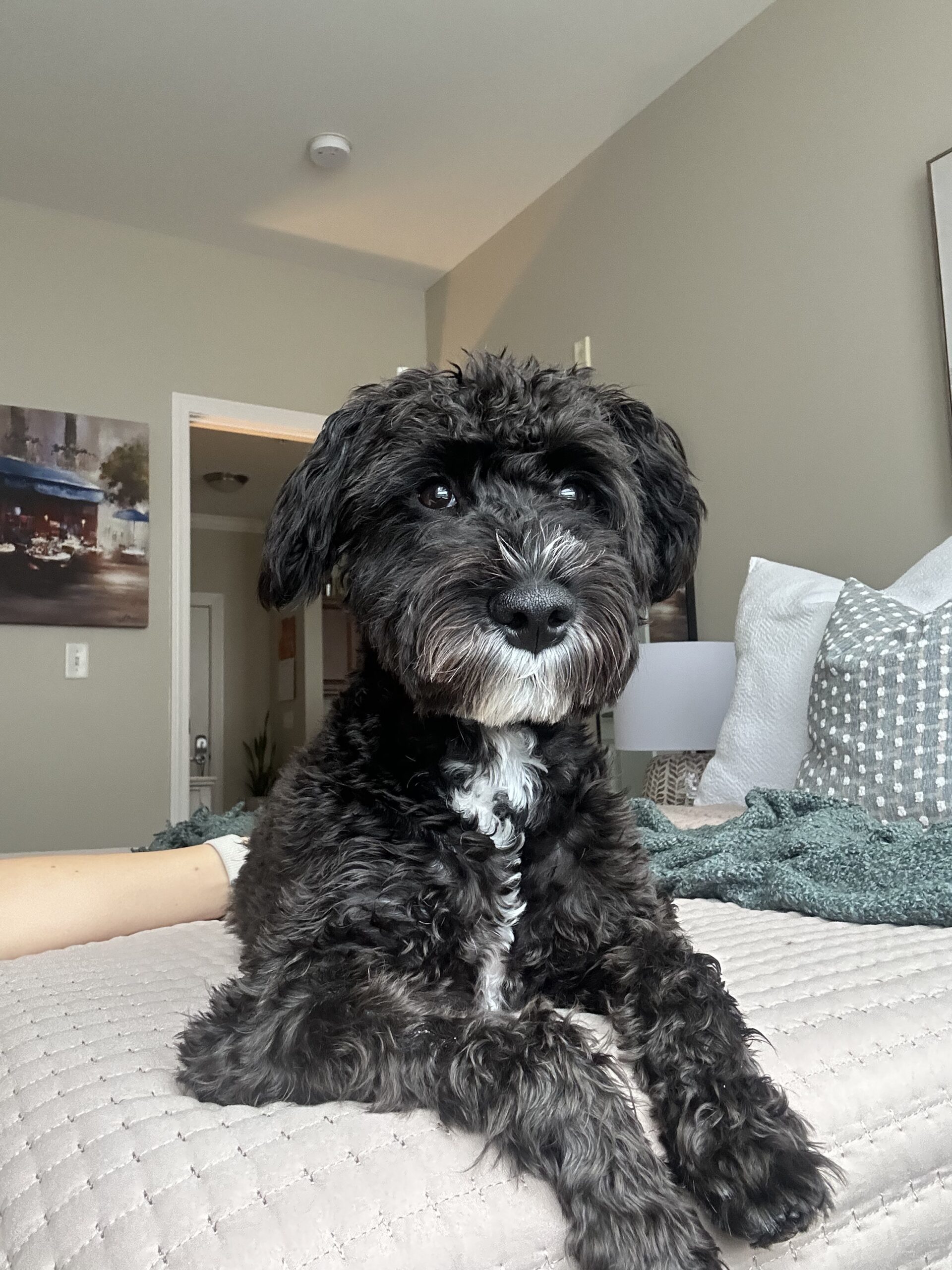 Audrey Farrer, Bauer, Weymouth, MA